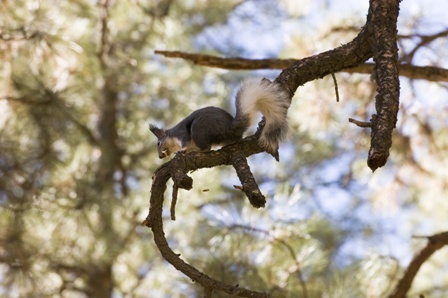 squirrels give age of grand canyon